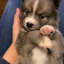 Pomsky Puppies from New Gaia Pomsky