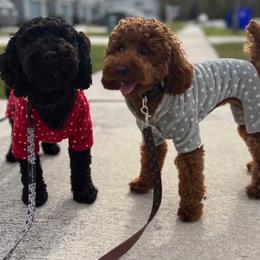 Goldendoodle and Poodle All Grown Up from Doodle & Poodle Valley