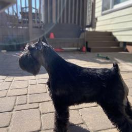 Giant Schnauzer and Miniature Schnauzer All Grown Up from Kalidor Kennels