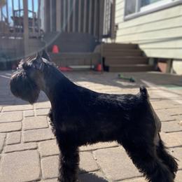Giant Schnauzer and Miniature Schnauzer All Grown Up from Kalidor Kennels