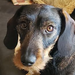 Mia - Dachshund