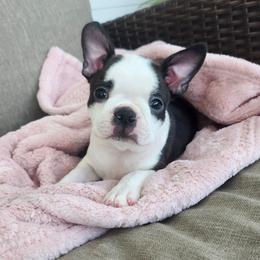 Pearl - Black brindle and white female Boston Terrier puppy in Leola, Pennsylvania from Edna's Homegrown Bullies