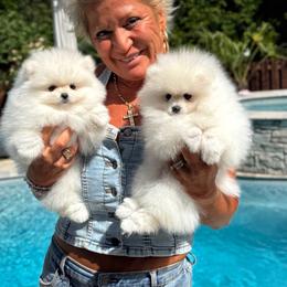 Pomeranian Puppies from Kouture Pomeranians