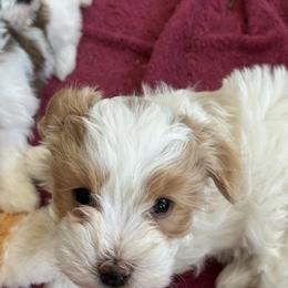 Girl 2 - Cream female Havanese puppy in Melba, Idaho from Lawson Havanese