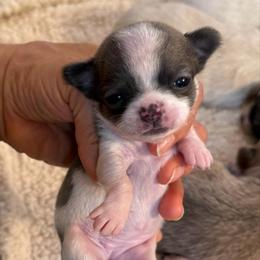 Smallest girl 7,500 - Blue and white female Chihuahua puppy in Summerfield, Florida from Uey’s Chihuahuas