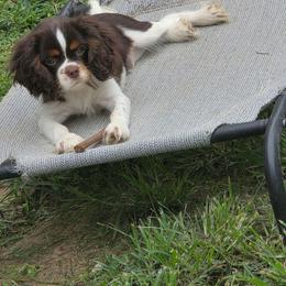 Weller - Chocolate male Cavalier King Charles Spaniel puppy in Kountze, Texas from CaviCajun Kennels