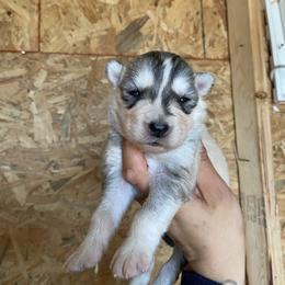 Girl 4 - Sable and white female Siberian Husky puppy in Uhland, Texas from Siberian Huskies