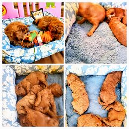Poodle Puppies from GentleID