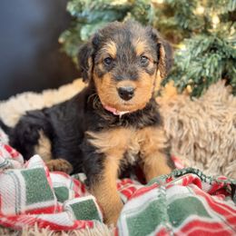 Pink Collared Female - female Airedale Terrier puppy in Marshallville, Ohio from Anne's Pups