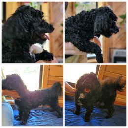 Valentino Blu - Black male Havanese puppy in Manchester, Texas from Darrtfarms