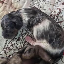 Boy 3 - Black and cream male Dachshund puppy in Port Charlotte, Florida from Vicki's Dachshund Crossing