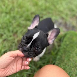 Black and white pied - White and black female French Bulldog puppy in Port St. Lucie, Florida from Beyond Blessed Breeding