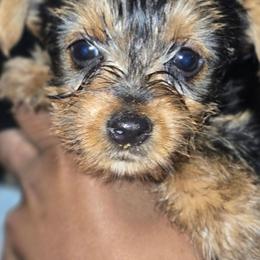 Charm - Black and tan female Yorkshire Terrier puppy in Conyers, Georgia from Furrever Puppy Co.