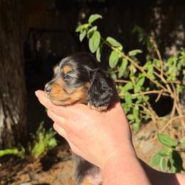 Mini - Black and tan female Dachshund puppy in Santa Rosa, California from Signature Mini Dachshunds