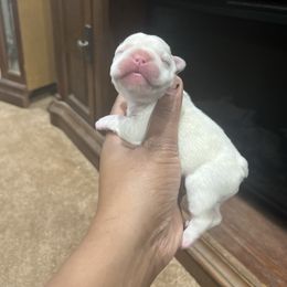 French Bulldog Puppies from Frenchie of New York