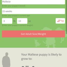 Rose - White female Maltese puppy in North Myrtle Beach, South Carolina from Perfect Puppies