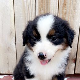 Girl 8 - Black tri-color Australian Shepherd puppy in Chino, California from RanchLand Aussies HC