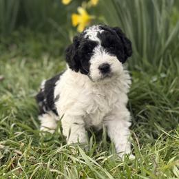 Polar - Black and white male Bernedoodle puppy in Russellville, Arkansas from Crossgate Doodles