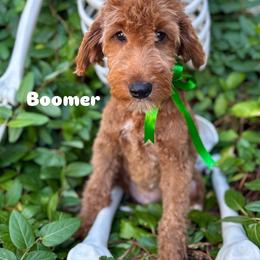 Boomer - Red  male Goldendoodle puppy in Herriman, Utah from Gypsi Doodles & Poodles LLC.