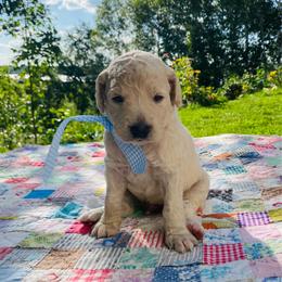 Shepherd - Cream male Goldendoodle puppy in Carlton, Minnesota from Lakeside Doodles MN