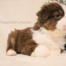 Australian Shepherd Puppies from Hegerfeld's Aussies