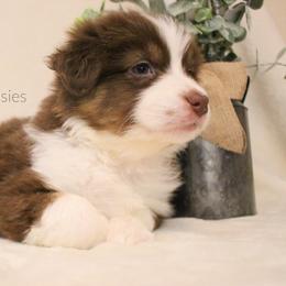 Australian Shepherd Puppies from Hegerfeld's Aussies