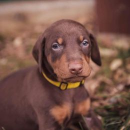 Doberman Pinscher Puppies from Akc Dobermans puppies by Serena