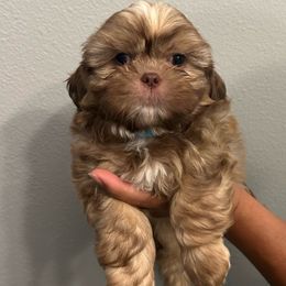 Boy 1 - Shih Tzu puppy from Bebe AKC Puppies