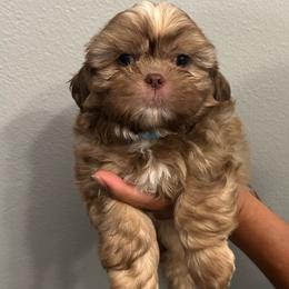 Boy 1 - Shih Tzu puppy from Bebe AKC Puppies