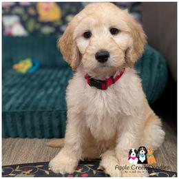 MAX - F1 English Goldendoodle - OFA-Genetics-2 Year Warranty. Apple Creek Doodles - Since 2004. - Cream male Goldendoodle puppy in Jeddo, Michigan from Apple Creek Doodles