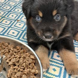 Cobra - Black tri male Miniature Australian Shepherd puppy in Bohemia, New York from Wiggle Bum Ranch