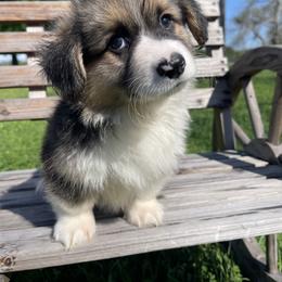 Pembroke Welsh Corgi Puppies from MG Corgis