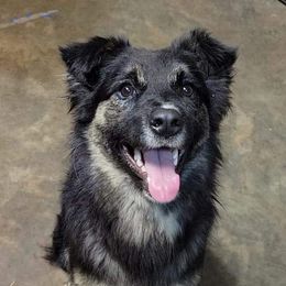 Ravyn - Australian Shepherd