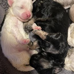 Companion Crosses and Maltese from For The Luv of Pawz