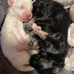 Companion Crosses and Maltese from For The Luv of Pawz