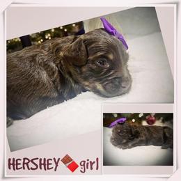 HERSHEY - Brown and white female Aussiedoodle puppy in Houston, Texas from Jomelkin Furry Pals