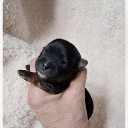 Pup 2 female - Black and tan female Yorkshire Terrier puppy in Albany, Minnesota from Sandy's Yorkshire Terriers