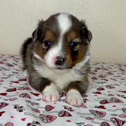 Pumpkin - Blue merle female Miniature American Shepherd puppy in Tonasket, Washington from V5 Aussies