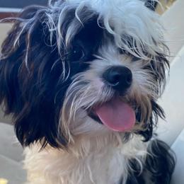 Ringo - Companion Cross puppy from Puppies Full of Love