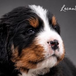Bernedoodles from Lecanto Puppy