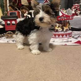 Biewer Terrier Puppies from Southern Star Biewers