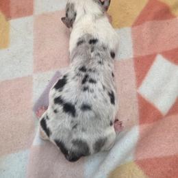 Sterling - Blue merle and white male Cardigan Welsh Corgi puppy in Bland, Missouri from Shadey Lane Corgis