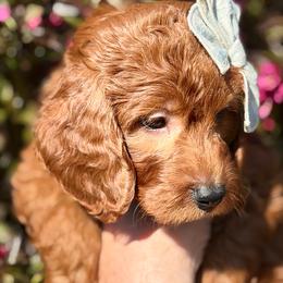 Neve (mint green collar) - Red female Irish Doodle puppy in Mouth Of Wilson, Virginia from HoneyBunn Doodle Co.