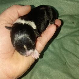 Boy 1 - Black tri male Toy Australian Shepherd puppy in Humansville, Missouri from Tater Tot aussies
