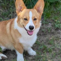 Pembroke Welsh Corgis from Bigon Corgis