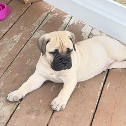 Curly - Fawn male Bullmastiff puppy in Gaston, Indiana from Fernandes’ Guardians Bullmastiff and French Bulldogs