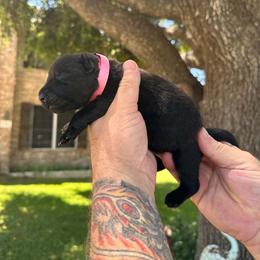 Ms Pink - Black female German Shepherd puppy in Round Rock, Texas from Your Next Puppy