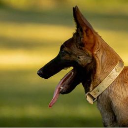Belgian Malinois Puppies from Misfits of Mayhem