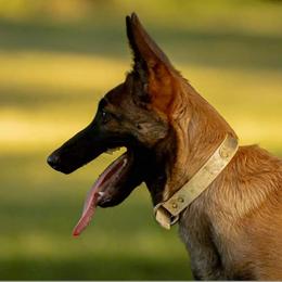 Belgian Malinois Puppies from Misfits of Mayhem
