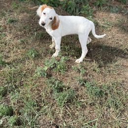 Layla - Orange belton female English Setter puppy in Rogers, Ohio from StoneyBrook Setters